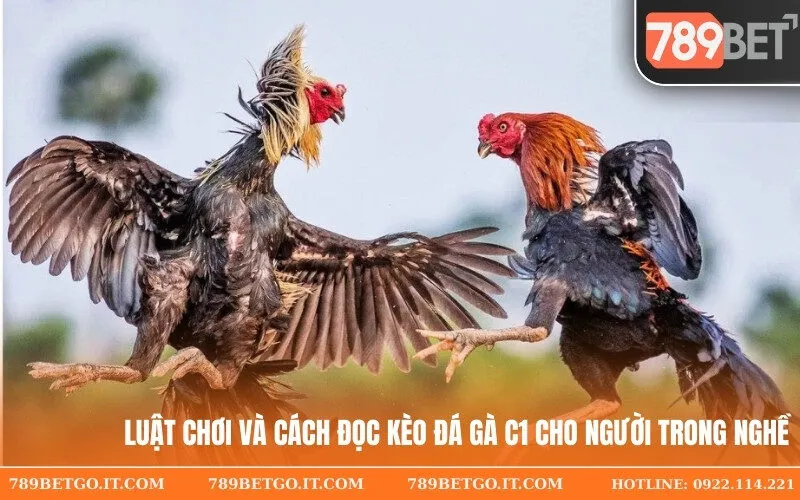 Luật chơi và cách đọc kèo Đá Gà C1 cho người trong nghề